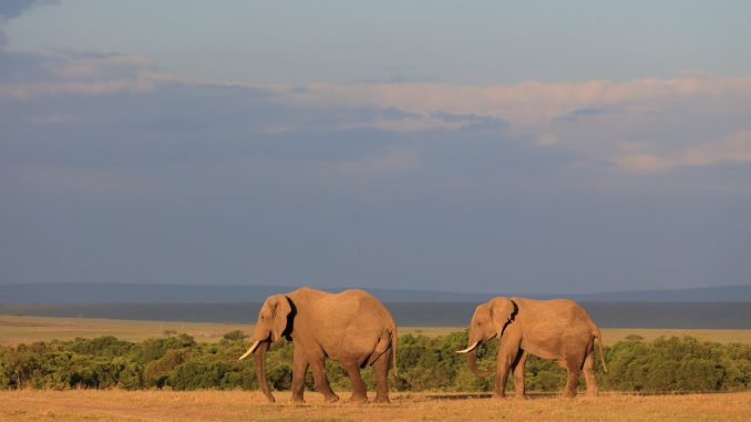 Kruger National Park